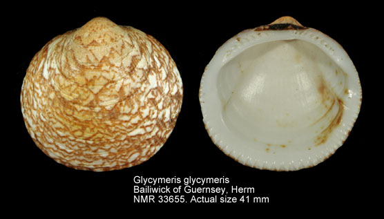 Glycymeris glycymeris (2).jpg - Glycymeris glycymeris(Linnaeus,1758)